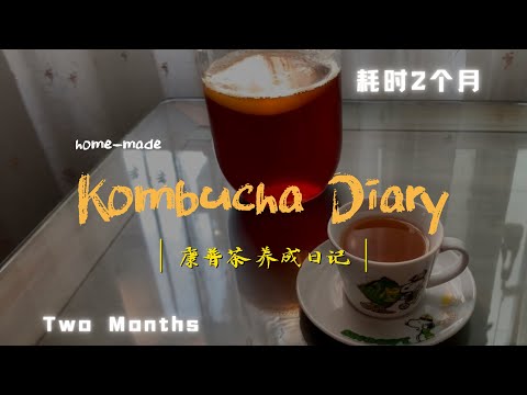 How to make KOMBUCHA at home|居家自制康普茶