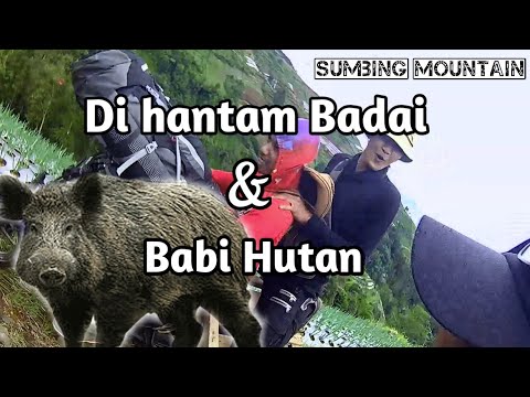 Di terpa badai dan Babi hutan / Gunung sumbing part 2 / via mangli