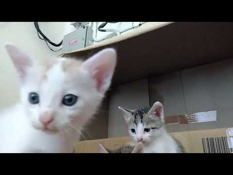 Cute Cats|amazing video|Bangalore