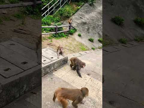 可愛的猴子正在幫對方捉蝨子 #猴子 #monkey #cutemonkey