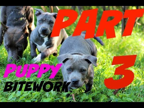 puppy building drive for pit bull bite work rag dog training sport protection