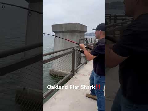 Oakland Pier Fishing! Back 2 the Bay! #fishing #california #fish #bayarea #oakland #leopard #shark