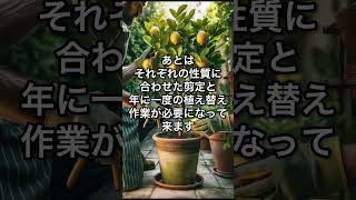 レモンなどの果樹は鉢植え栽培の方がおすすめです #家庭菜園 #地植え #ガーデニング