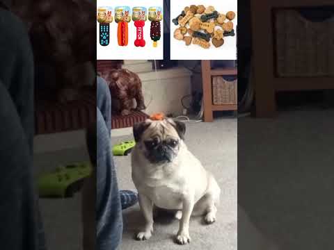 adorable funny greedy pug plays would you rather #wouldyourather #funwithpets #greedydog