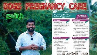 நாயின் கர்ப்பகால பராமரிப்பு- என்ன செய்யணும்? Dogs pregnancy care Tamil |