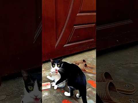 Mother cat anxious for her little kitten #poorcat #cuteanimals #catrescue