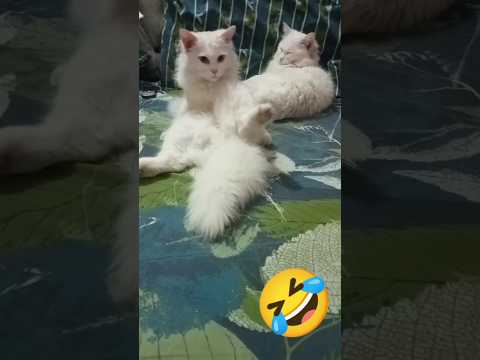 Funny kitten 🐾 🐈 🤣🤣 #shorts #youtubeshorts #viral #viralshorts #cat #cute #funny #reels  #youtube