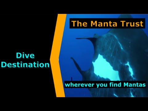 Diving Global, The Manta Trust, Dive Charity Spotlight for Scuba.Digital The #1 Online Dive Show