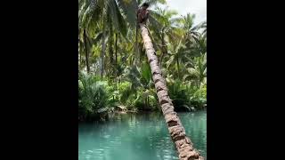 Jump over a coconut tree in the river