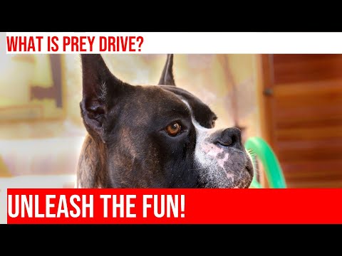 Managing Your Boxer's Prey Drive: An Owner's Guide