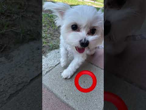 Tap the circle really fast⭕️❤️ #dragon1256 #puppy #dog #cute #doglover #shorts #fyp