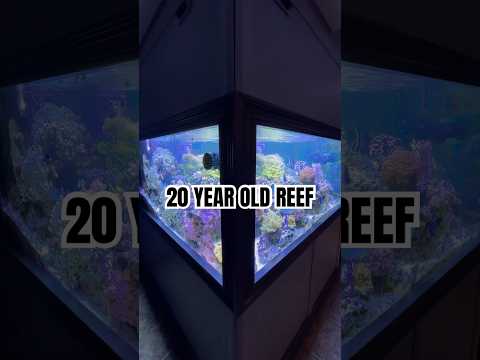 This reef has been up and running for 20 years! #reeftank #aquarium #reefcommunity