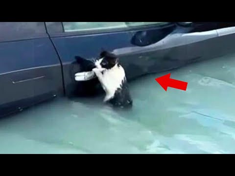 Cat clings to car's door in Dubai flood, viral video shows tale of survival