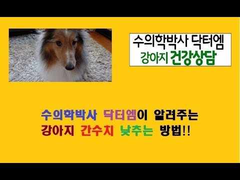 수의학박사 닥터엠이 알려주는 강아지 간수치 낮추는 방법