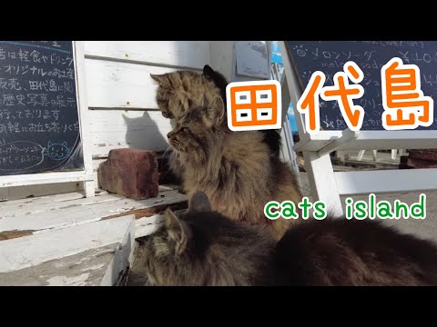 黒猫堂の出待ち　【田代島】【２０２４冬】【猫島巡り】