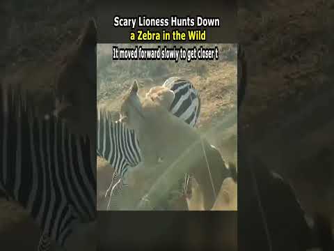 Scary Lioness Hunts Down a Zebra in the Wild