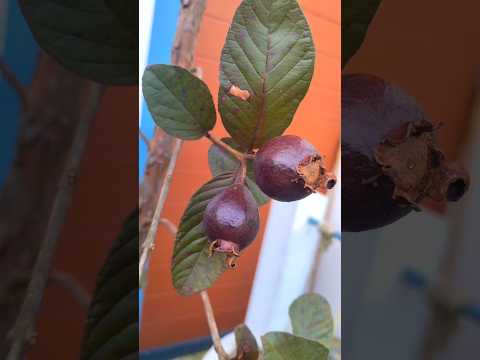 Purple guva #shorts  #guva #purpleguva  #fruit  #fruitplants  #viral