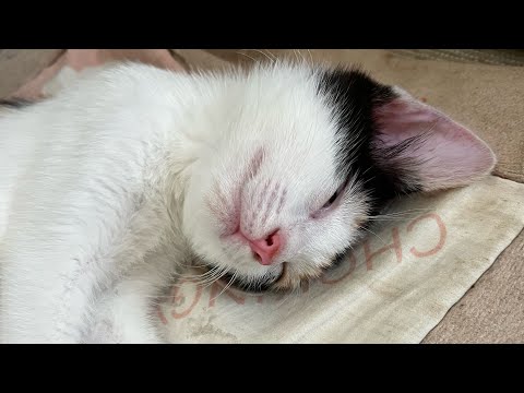 【子猫】第三話　初めての階段昇り　#子猫成長記録