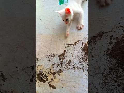 Cute jump by cute baby cat #viral #viralvideo #shorts #viralshorts