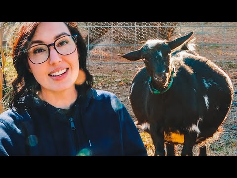 Oh no, are there TOO many babies in her??? (miniature goat pregnancy)