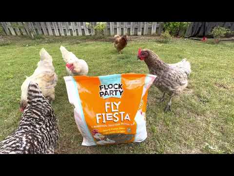 Backyard chicken snacks (soldier fly larvae) they love it!!