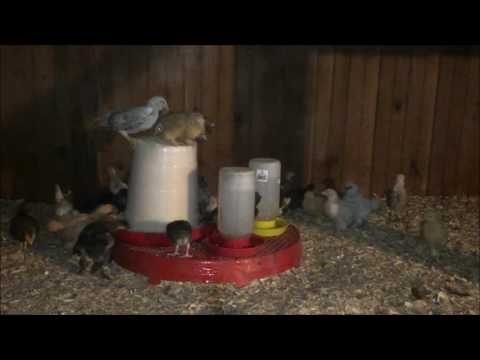 Our young chickens are happy, healthy, and enjoying their new home!