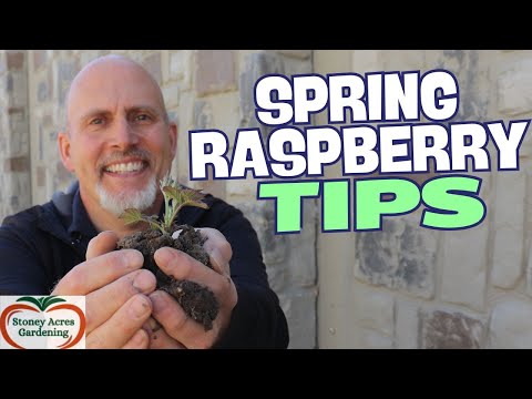 3 Spring Tips for Your Raspberry Patch - Quick Tip Tuesday 1