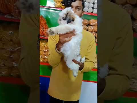 Shih Tzu puppies kavala #puppy #telugu #shihtzu