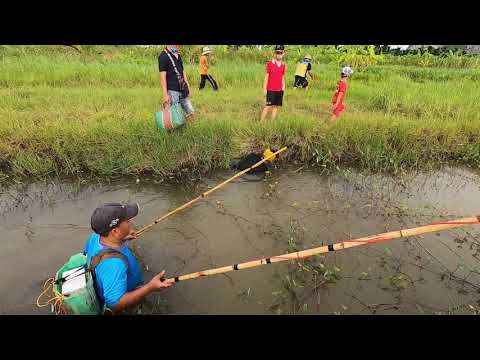 Quần Nát Thùng Đầm Lầy Bắt Ổ Cá Lóc, Cá Rô Đồng 100 Con Quá Sướng | Thú Vui 3 Miền