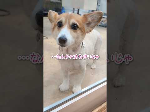 悲しみのホワイトゴブリン #柴犬スティーブ #ホットスポット #サマーカット #急性皮膚炎