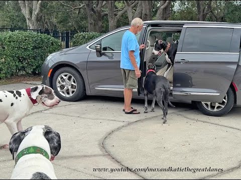 Funny Great Dane Six Pack Excited To Go On Road Trip To The Beach