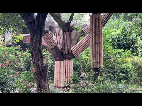 Chengdu Research Base of Giant Panda Breeding, Sichuan Province, China