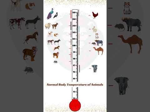 Normal Body Temperature in Animals 🌡️ #mannvetcorner #shorts #viralvideo