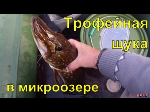 Трофейная щука в микроозере.