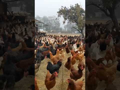 Pasture raised chickens