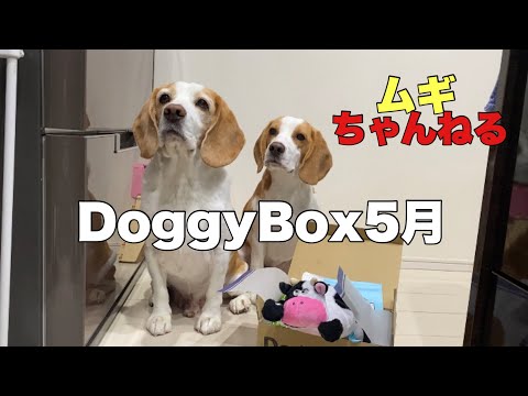 【ビーグル】DoggyBox5月号