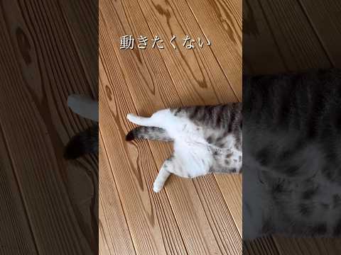 動きたくない #ねこ動画 #保護猫 #子どもと猫 #cat #ことねこくらし #動きたくない