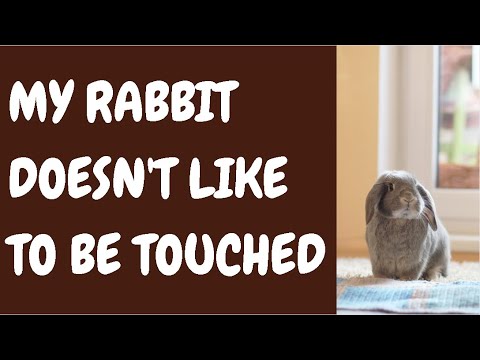 My Rabbit Doesnt Like To Be Touched