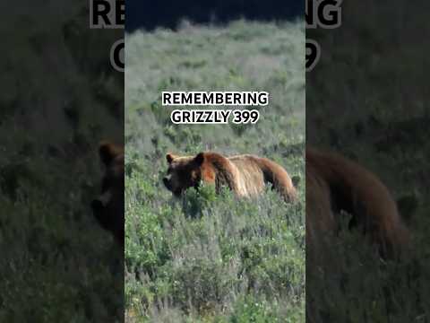 RIP to the Queen of the Tetons #399 #grizzlies #bear #wildlife #nationalpark #ytshorts