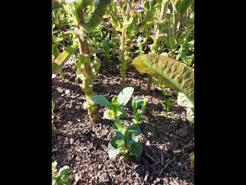 Garden fun. #growingvegetables #garden #gardening #vegetables #种植 #种菜