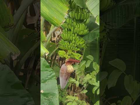 #banana #shortvideo #garden #bananafarming #farming #viralshort