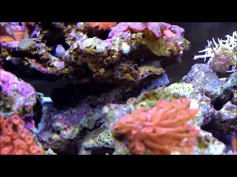 脈狀珍珠珊瑚和黃水晶小丑Frogspawn coral & White-bonnet anemonefish