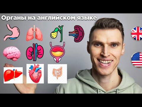 Изучаем органы на английском языке