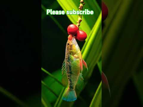 Fish catching fruits #ytshorts #trending #fish #animalshorts #fishvideo #ai #DreamScreenAI