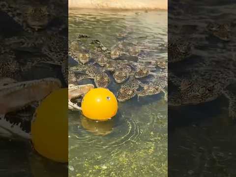 Baby Cuban Crocodile Enrichment Party! #youtubeshorts #crocodile #babyanimals