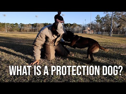 What Is A Protection Dog? Full Vid Coming Soon!