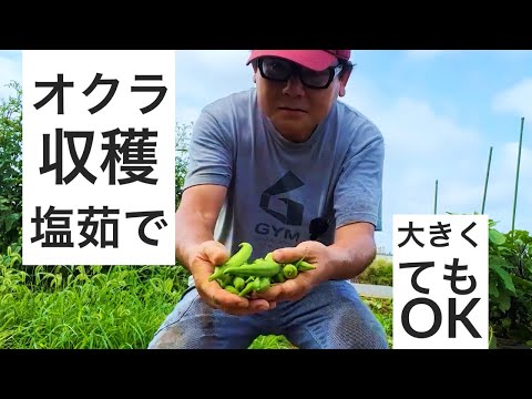 丸オクラの収穫とおつまみにする動画