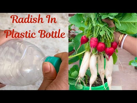 How To Use Plastic Bottles To Grow Radish At Home // How To Grow Radish At Home