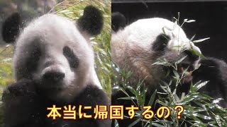 8/31リーリー＆シンシン突然の帰国報道…寂しい以外の言葉が見つからないgiantpanda @tokyo 上野動物園