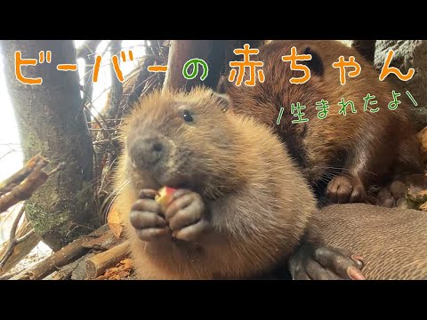 【那須どうぶつ王国初】ビーバーの赤ちゃんが生まれました！！！【悶絶級の可愛さ】